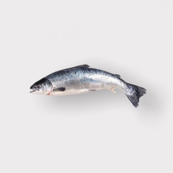 Fresh American Salmon - 16-18 lb (3pc/cs)