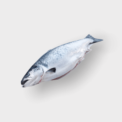Fresh Norway Salmon