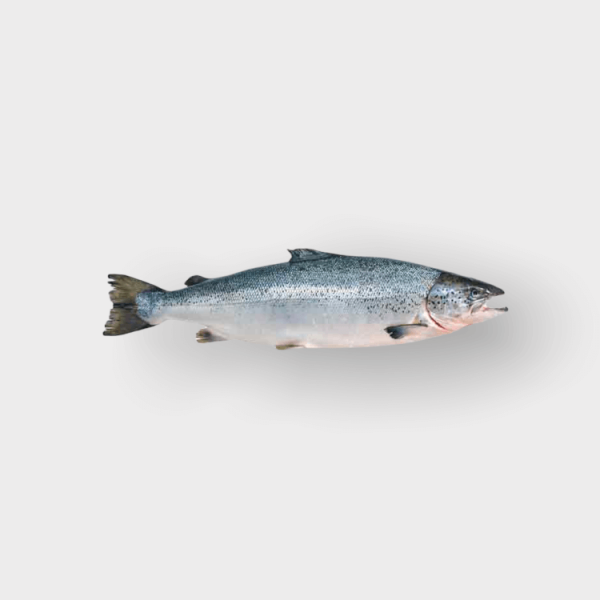 Fresh Chile Salmon - 7-8kg (4pc/cs)
