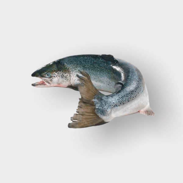 Bakkafrost Fresh Salmon - 6-7kg (4pc/cs)