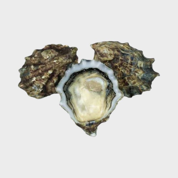 Fresh Oyster 4-5'