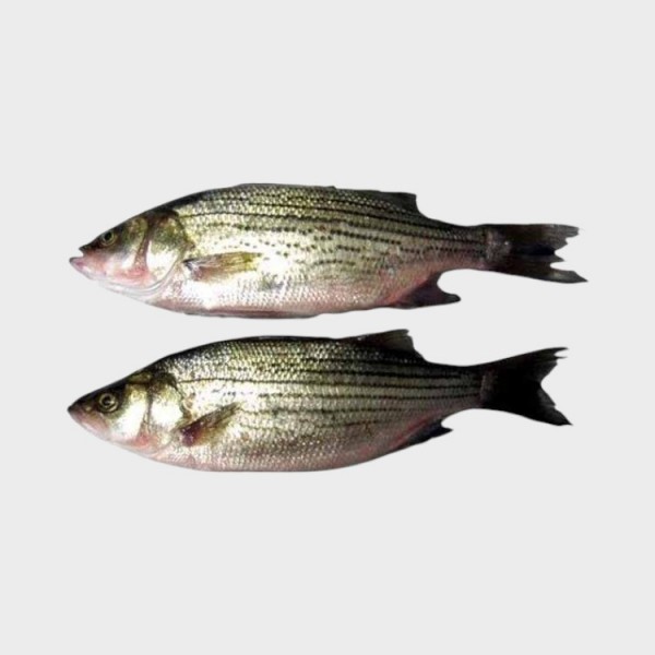 Striped Bass