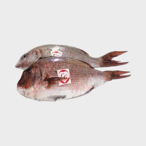 Tai Fish