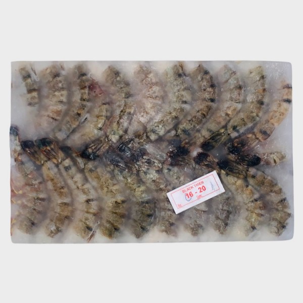 Blk Tiger Shrimp 16/20 (HLSO)