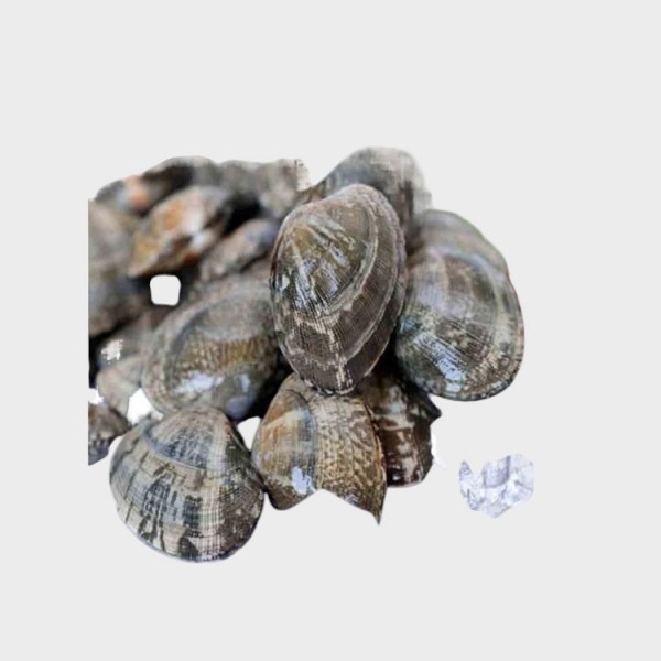 Baby Clam 11-20(W/B0x)(70%NW)