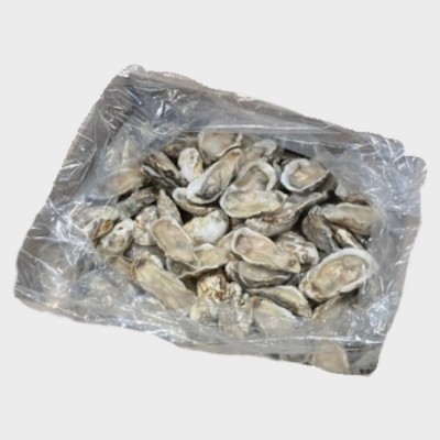 Oyster HalfShell-M