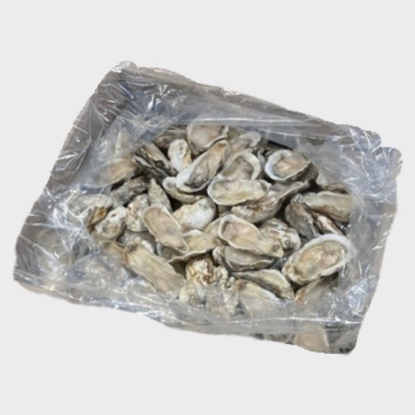 Oyster HalfShell-M