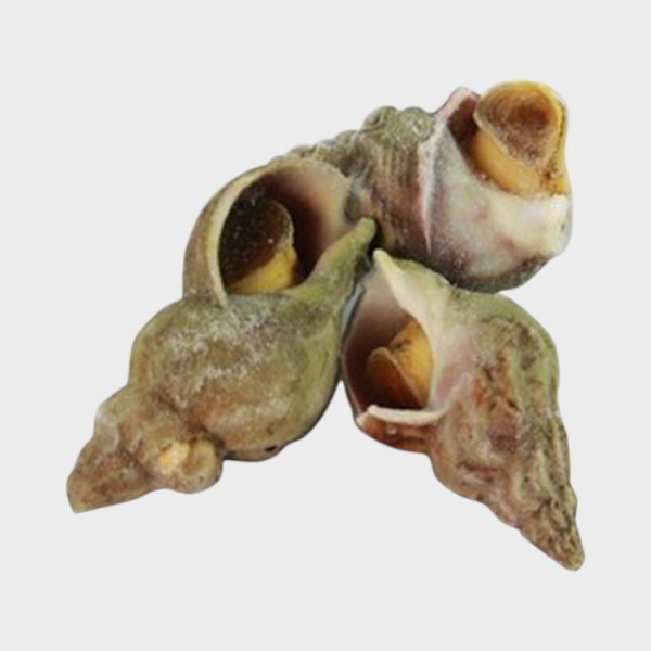 Cooked Whelk Whole Shell