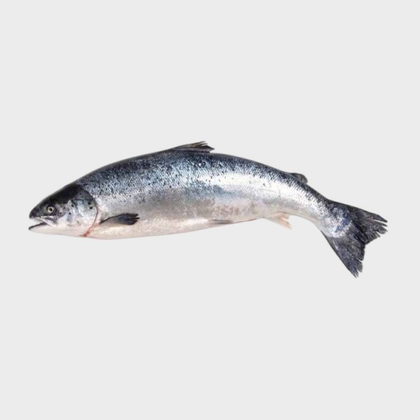 Fresh Salmon (Canada)