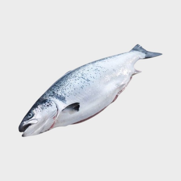 Fresh Salmon (Norway)