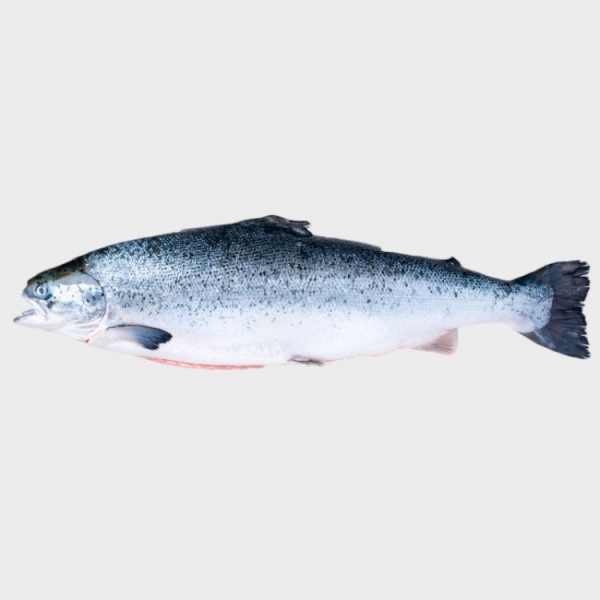 Fresh Salmon (Scottish/Superior)