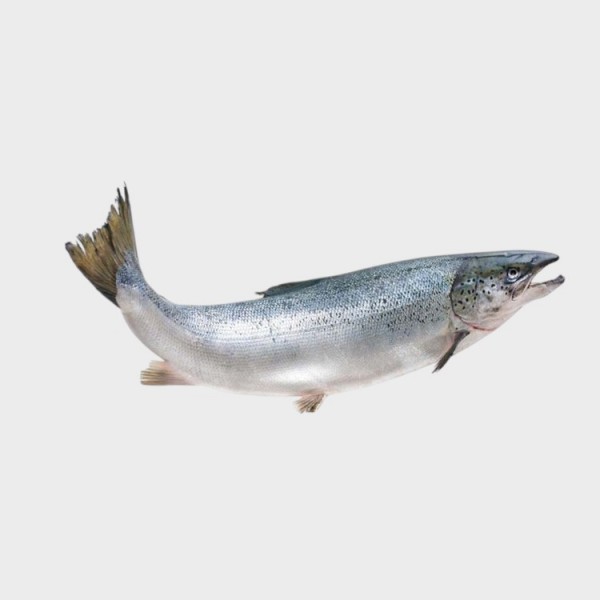 Fresh Salmon (Faroe lsland)