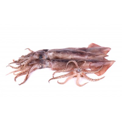 大魷魚